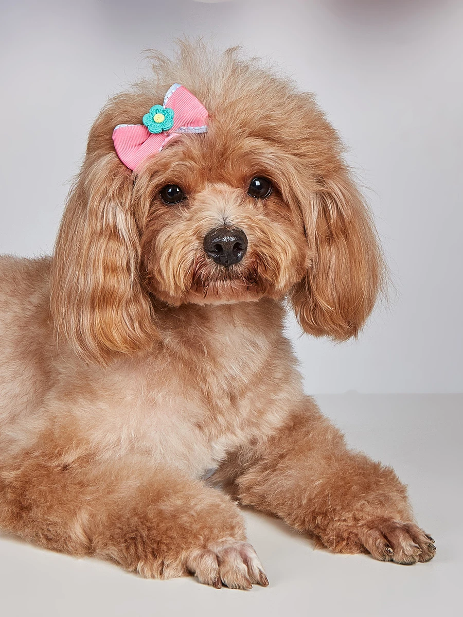 1pc Random Flower & Bow Decor Pet Hair Clip - Multicolor - View 1