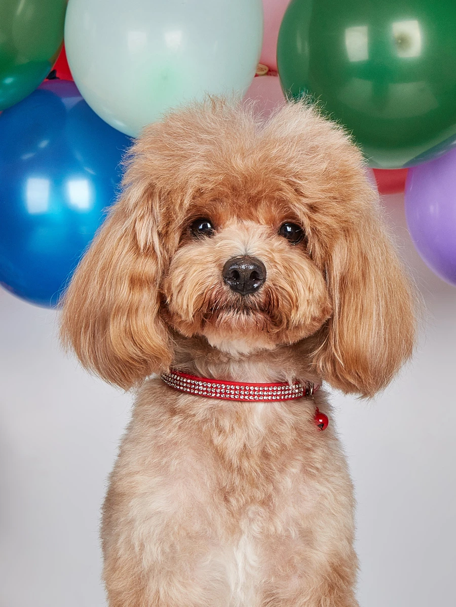 1pc Rhinestone Decor Random Pet Collar For Dog And Cat For Outdoor - Multicolor - View 1