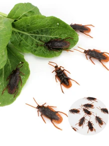 5入組/套隨機橡膠教育玩具,現代蟑螂設計玩具適用於青少年