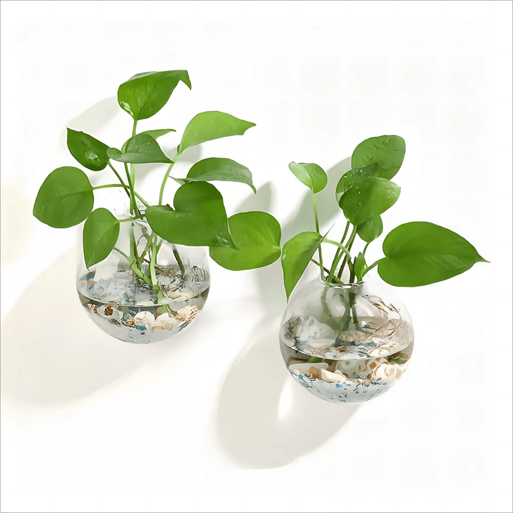 1入組透明掛壁式植物容器 - 無色 - 查看 1