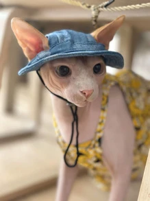 1入組藍色寵物帽子 - 藍色 - 查看 2