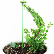 10 件装植物支撑桩，花园单茎花卉植物支撑，植物笼支撑环，植物棒，室内植物桩，孤挺花兰花牡丹番茄花，园艺工具，园艺工具 - 綠色 - 查看 5