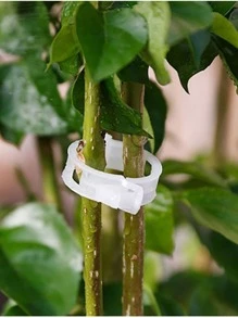 50pcs Plastic Plant Clips Hami Melon Clips For Vine, Stem, And Vines, Fixed Clamp For Garden - Clear - View 4