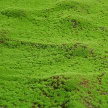 仿真苔蘚草地草花園假草皮綠草地地墊地毯家庭裝飾用品牆DIY花材料微景觀配件牆背景 - 綠色 - 查看 2