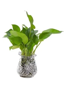 About 10000pcs/pack 7-8mm Decorative Vase Filler Crystal Soil Water Beads That Grow In Water - White - View 11