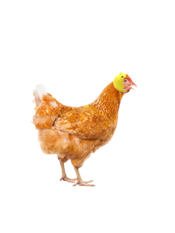 Helmet Chicken Pet Supplies Funny Hard Hat Chicken Hat Chicken Helmet