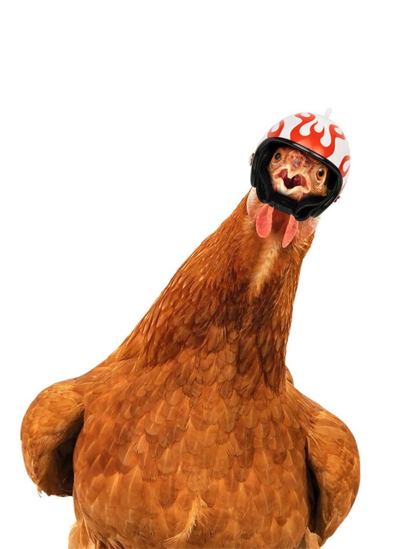 Helmet Chicken Pet Supplies Funny Hard Hat Chicken Hat Chicken Helmet
