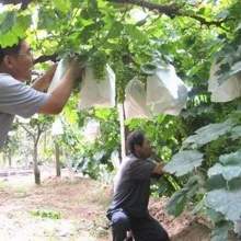 100pcs Fruit Protection Bag, Grape Bag, Special Horticulture Bag, Bird Proof, Water Proof, Insect Proof
