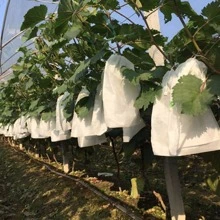 100pcs Fruit Protection Bag, Grape Bag, Special Horticulture Bag, Bird Proof, Water Proof, Insect Proof