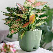 Nordic Style Plastic Flower Pot With Tray For Succulents, Snake Plants And Aloe Vera - Green - View 7