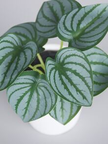 Artificial Potted Plants - Multicolor - View 5