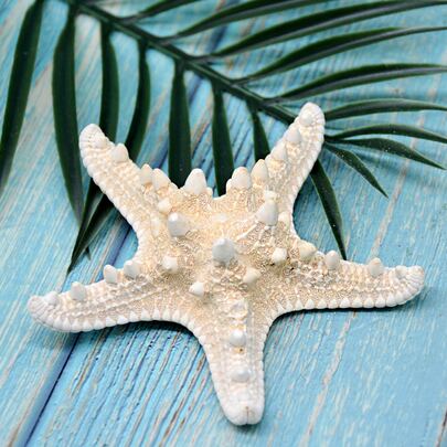 1 pieza Estrella de mar de 7-12 cm, apropiada para regalos de vacaciones