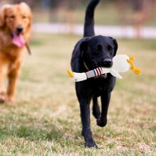 狗狗吱吱作響防咬長毛絨交互咀嚼玩具,合適適用於小,中等和大型犬 - 白色 - 查看 3