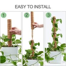 1入組植物攀爬桿，綠蘿藤蔓和莖植物樁，龜背竹盆栽裝飾棕櫚藤支撐桿 - 彩色 - 查看 5