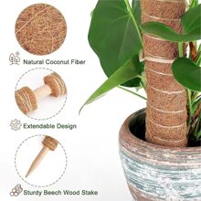 1入組植物攀爬桿，綠蘿藤蔓和莖植物樁，龜背竹盆栽裝飾棕櫚藤支撐桿 - 彩色 - 查看 10