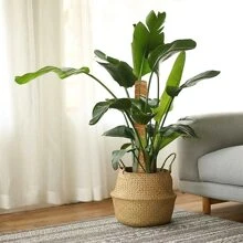 1入組植物攀爬桿，綠蘿藤蔓和莖植物樁，龜背竹盆栽裝飾棕櫚藤支撐桿 - 彩色 - 查看 2