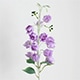 Mauve Purple