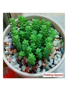 Natural Colored Flower Stone And White Pebble For Potting And Landscaping Decoration In Garden And Pathways - White - View 6