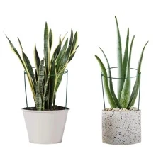 3pcs Garden Plant Support Stake, Plant Support Frame, Plant Support Stick, Flower Stand, Garden Plant Support Loop, Plant Hanging Rack - Green - View 7