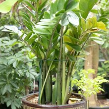 3pcs Garden Plant Support Stake, Plant Support Frame, Plant Support Stick, Flower Stand, Garden Plant Support Loop, Plant Hanging Rack - Green - View 8