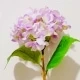 Púrpura malva