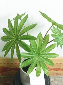 1pc 22cm/8.66 Inches Artificial Plant Ravenala Madagascariensis Wall Decor Plastic Foliage Green Leaf Without Basin - Apricot - View 2