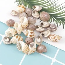 1box Mixed Natural Spiral Seashell & Conch For Bottle Seashell Art Decoration - Multicolor - View 3