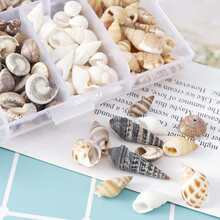 1box Mixed Natural Spiral Seashell & Conch For Bottle Seashell Art Decoration - Multicolor - View 6