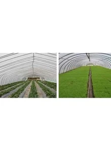 2 Rolls Transparent Greenhouse Tape, 150mm Width X 40m Length Per Roll - Màu xanh lam - Xem 4