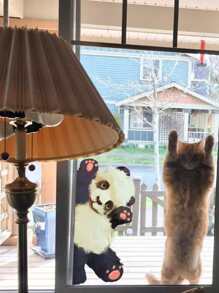 1 pieza travieso panda Pegatina de pared , electrostático Adhesivo , doble cara visual Decoración para ventana , comercio ventana , muro - Multicolor - Ver 3