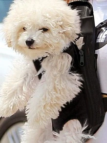 1入組寵物背包適用於貓和小狗,網眼透氣手提包 - 黑色 - 查看 1