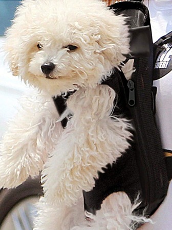 1pc Pet Carrier Backpack For Cats And Dogs, Mesh Breathable Handbag