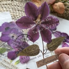 10張大尺寸透明寵物貼紙，紫色標本和植物花卉系列，藝術乾花日記裝飾材料