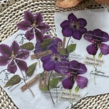 10張大尺寸透明寵物貼紙，紫色標本和植物花卉系列，藝術乾花日記裝飾材料