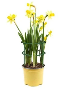 盆栽植物支撐樁植物爬架，幫助植物自然生長1入組支撐樁和1入組半圓組成1套，共12套 - 綠色 - 查看 4