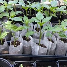 100pcs Non-Woven Fabric Seedling Bags, Plant Growth Bags, Cloth Nursery Pots, Planting Bags, Vegetable Seedling Pots, Gardening Supplies - White - View 3