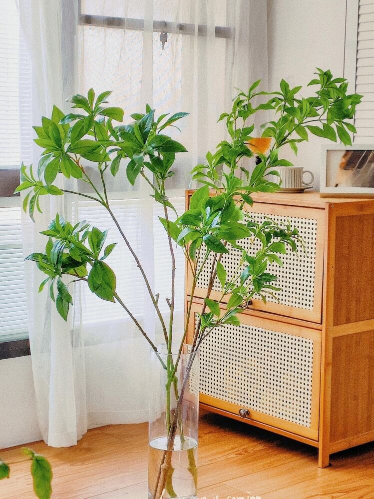 観葉植物 ユーカリ 7号 グニー FiberCray（ファイバークレイ） white 付き | 観葉植物ならHitoHana(ひとはな) FENYUAN 玄関用リース 20インチ 人工ユーカリリース ホワイトベリー付き 玄関/窓/ポーチ/ウェディング/ファームハウス/ガ