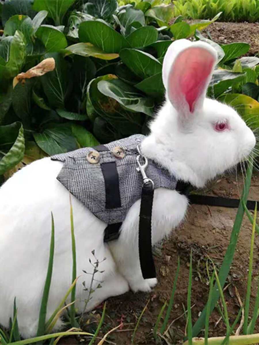 Pet Suit With Braces - Grey - View 1