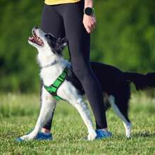 1入組綠色尼龍反光狗背帶，無拉力，透氣可調節設計，適合室內和室外活動 - 綠色 - 查看 10