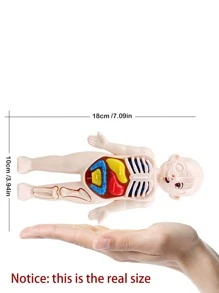 3D人體模型人體解剖模型DIY組裝兒童教育學習器官玩具身體學習工具（產品配件隨機） - 彩色 - 查看 2