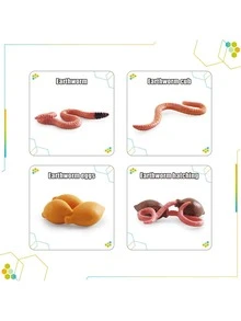 8入組生命週期學習和教育玩具套裝,蚯蚓逼真的模型,蒙特梭利幼兒學前教育玩具,附學習卡 - 棕色 - 查看 3