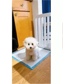 5入組吸水寵物墊,防水狗狗&貓小狗訓練墊,速乾表面紙尿褲適用於,旅行,和,英寸(小) - 藍色 - 查看 8