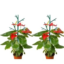 2Pcs/Set Plant Climbing Frame Plant Support Rack Garden Plant Growth Accessories Climbing Holder Flower Vine Stand - Green - View 3