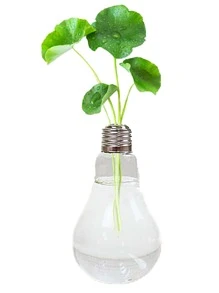 1入組燈泡造型透明玻璃花瓶,創意水培植物容器,適用於家庭裝飾用品 - 無色 - 查看 6