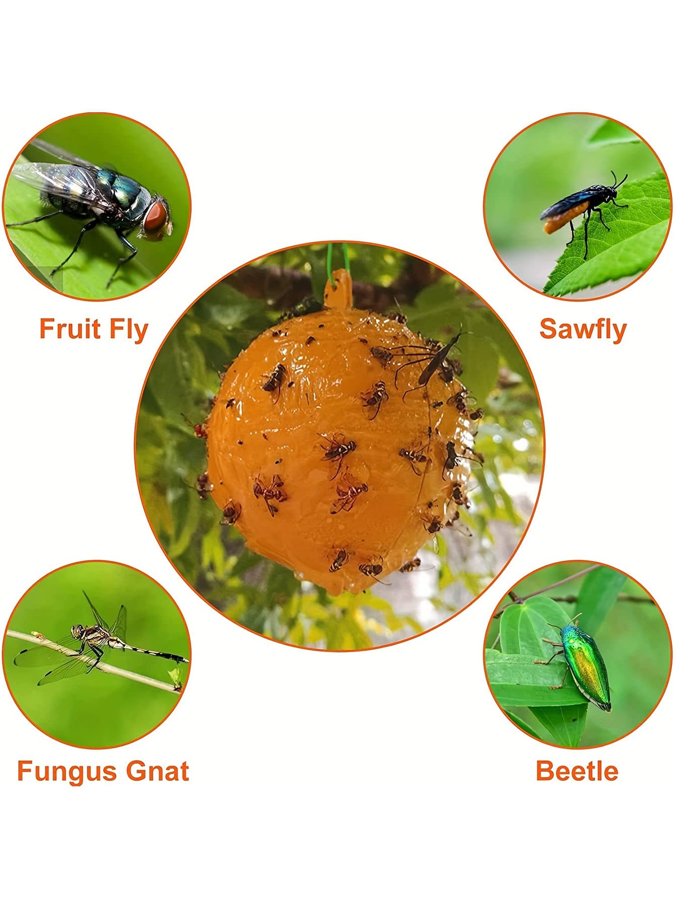 Fly Traps & Sticky Traps For Mosquitoes And Flying Insects, Indoor