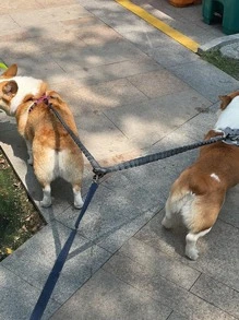 多功能彈力伸縮雙頭一拖二寵物牽引繩 - 黑色 - 查看 2