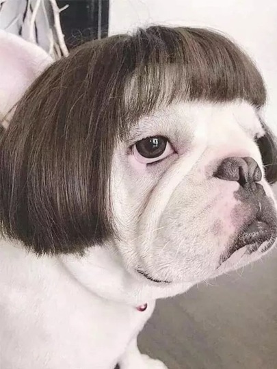 Peluca Para Perros Y Gatos Cosplay Halloween Disfraz Para Mascota Pelo Sintético Estilo Aseñorado