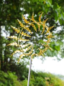 1 Sắt Vật Trang Trí Sân Vườn, Vòng Vàng Hiện Đại Trang Trí Làm Vườn Bãi Cỏ Vật Trang Trí Cho Gia Đình - Nhiều màu - Xem 3