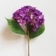Rojo violeta