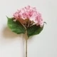 Rosa coral